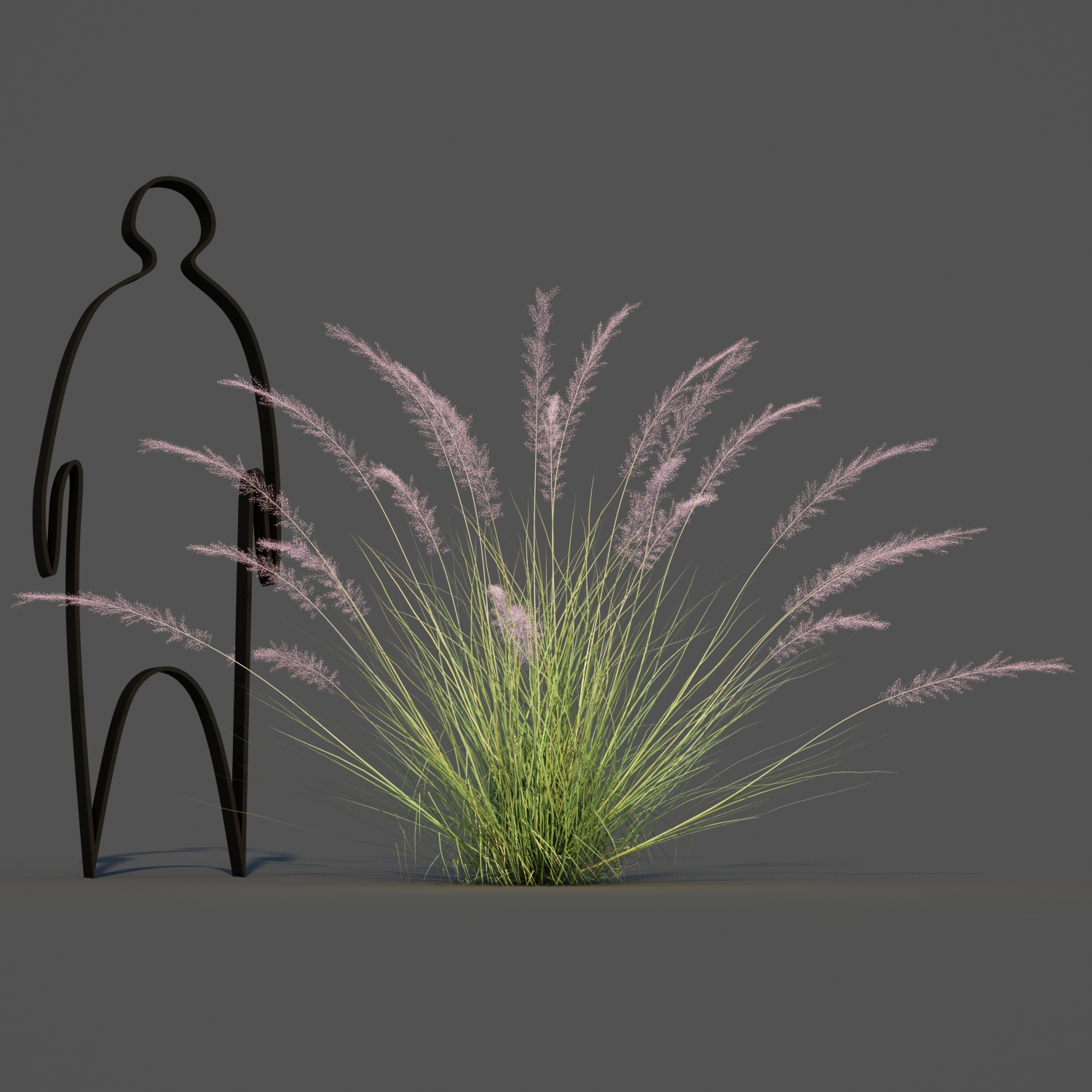 Pink Flamingo Muhly Grass 2 by parinyax | 3DOcean